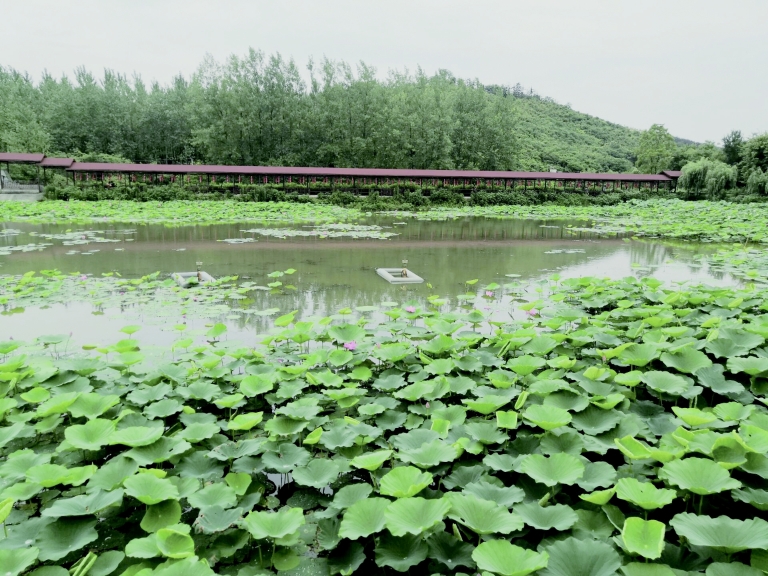 端午出游，文明成為最美風景